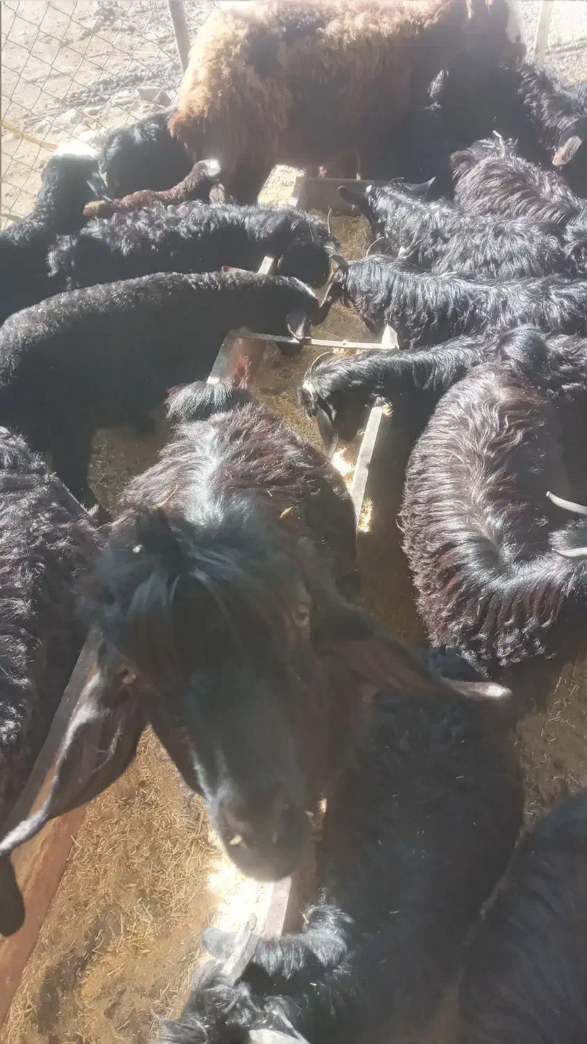 بز و بز غاله|حیوانات مزرعه|بیستون, |دیوار