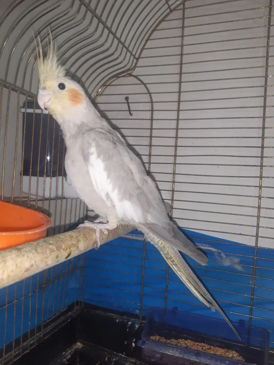 طوطی عروس مولد|پرنده|محمدیه-قزوین, |دیوار