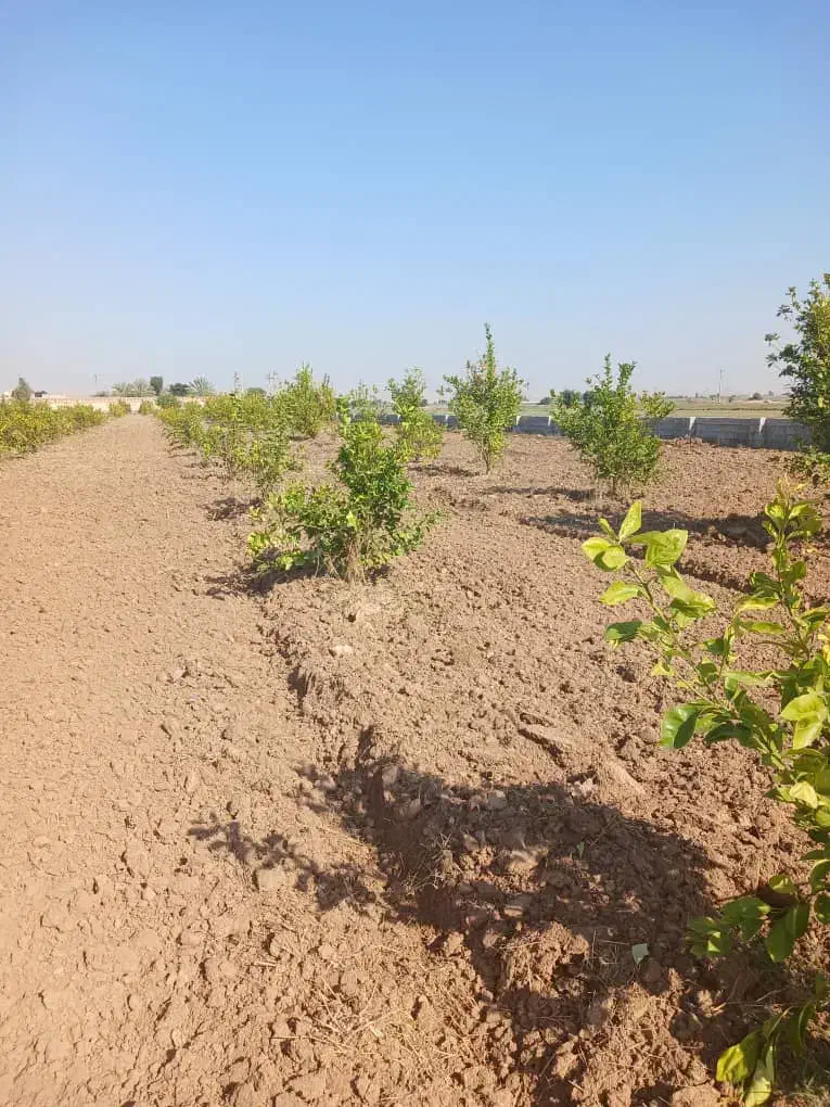 فروش زمین باغچه۹هزارمتراتوبان دزفول اندیمشک|فروش دفتر صنعتی، کشاورزی، تجاری|اندیمشک, |دیوار