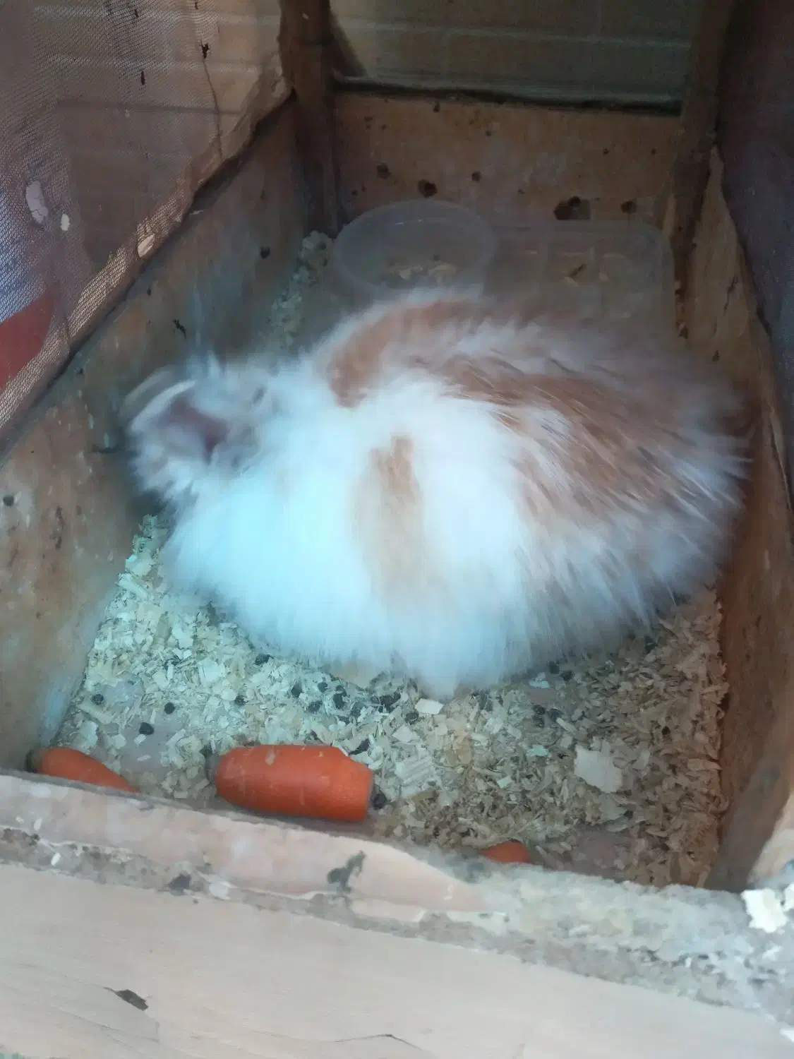 خرگوش لپ|موش و خرگوش|فلاورجان, |دیوار