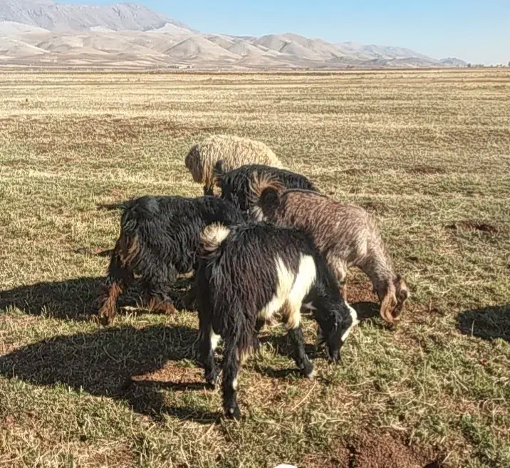 ۷عددبز جوان شیره دار|حیوانات مزرعه|فیروزآباد, |دیوار