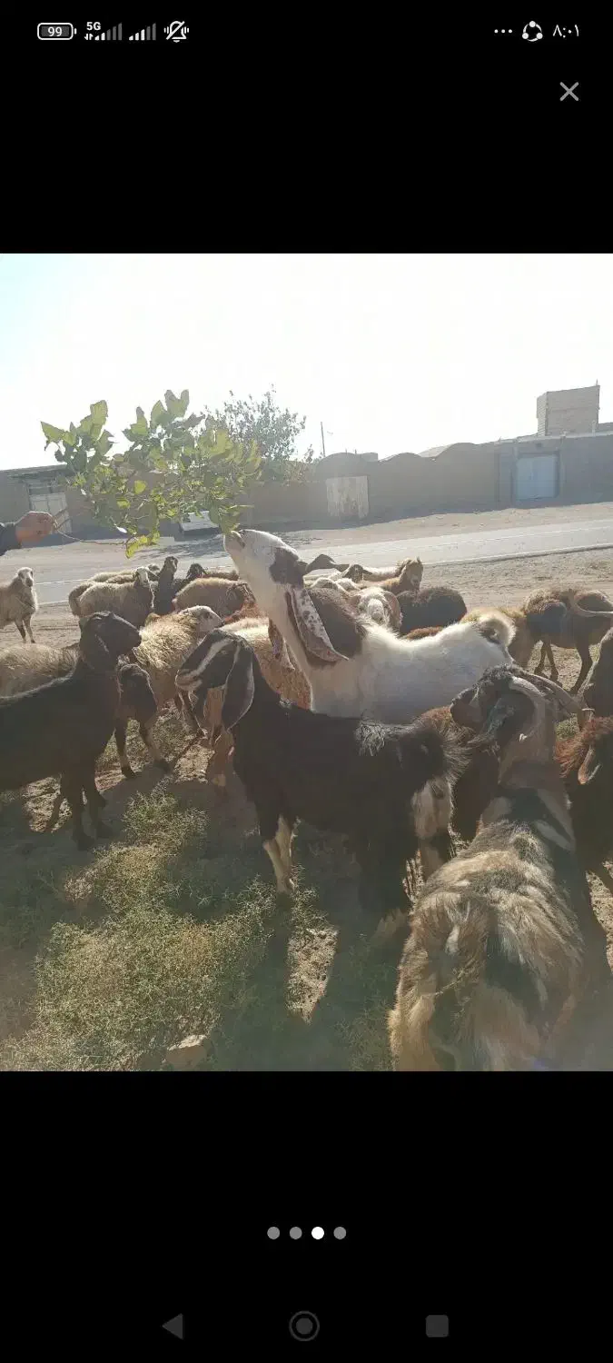 نربز جوان|حیوانات مزرعه|سبزوار, قصبه شرقی|دیوار