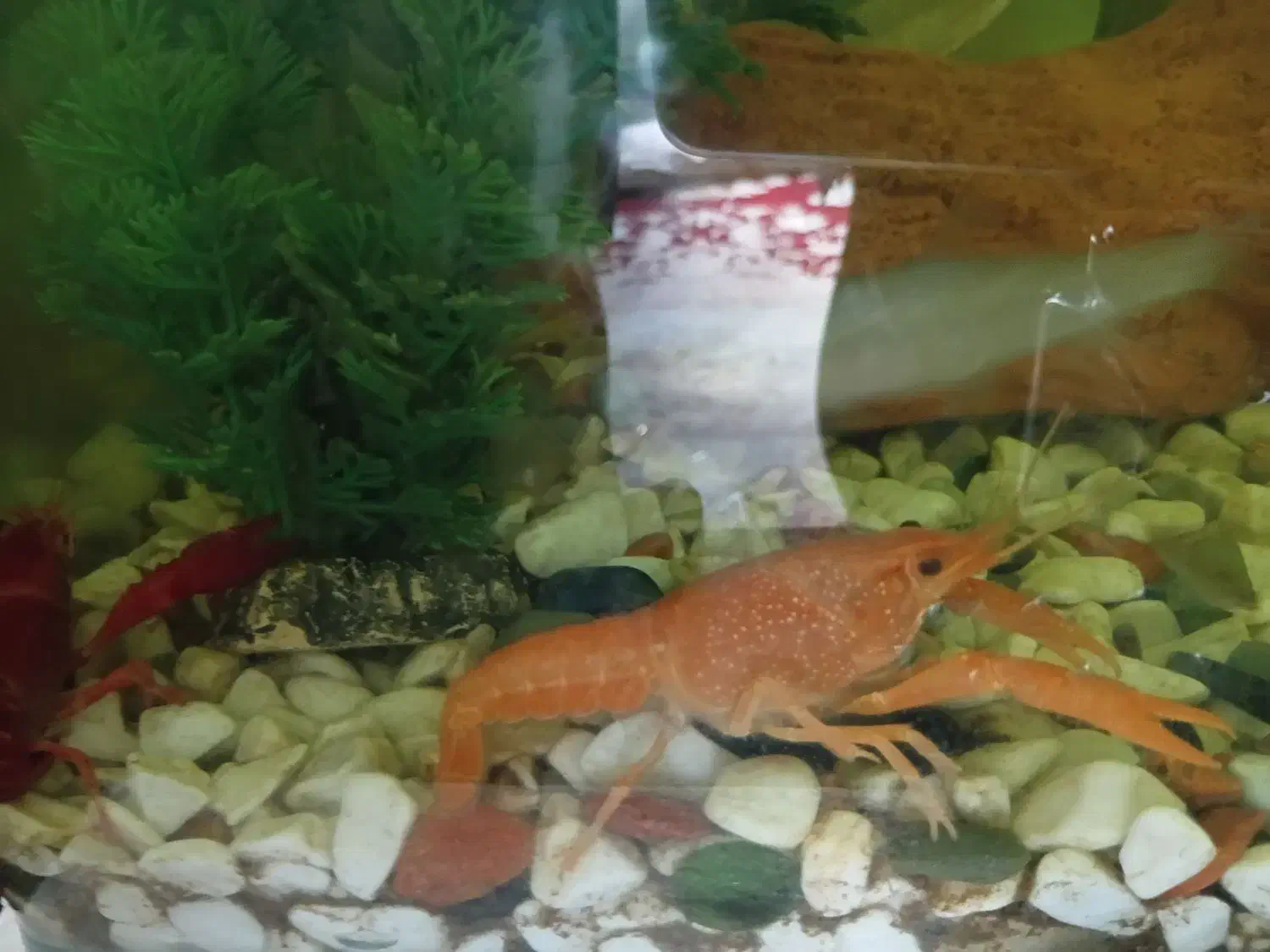 بچه لابستر|ماهی|گرگان, |دیوار