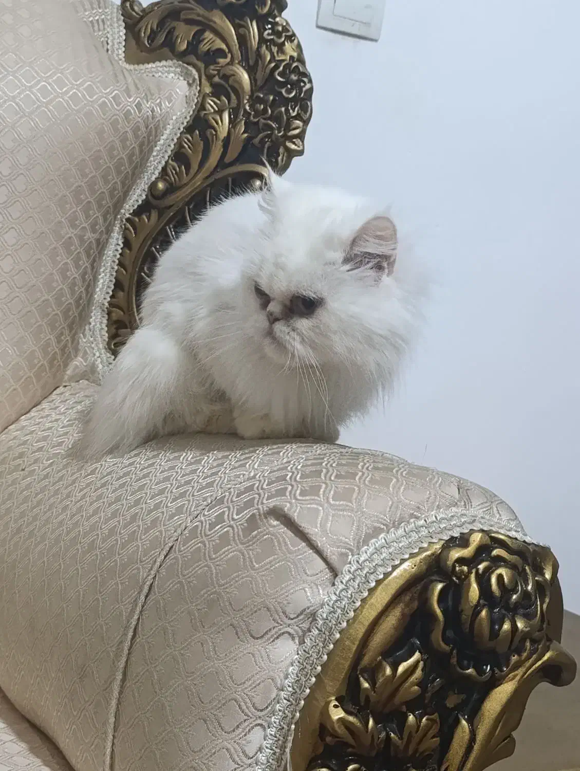 گربه پرشین|گربه|یاسوج, |دیوار