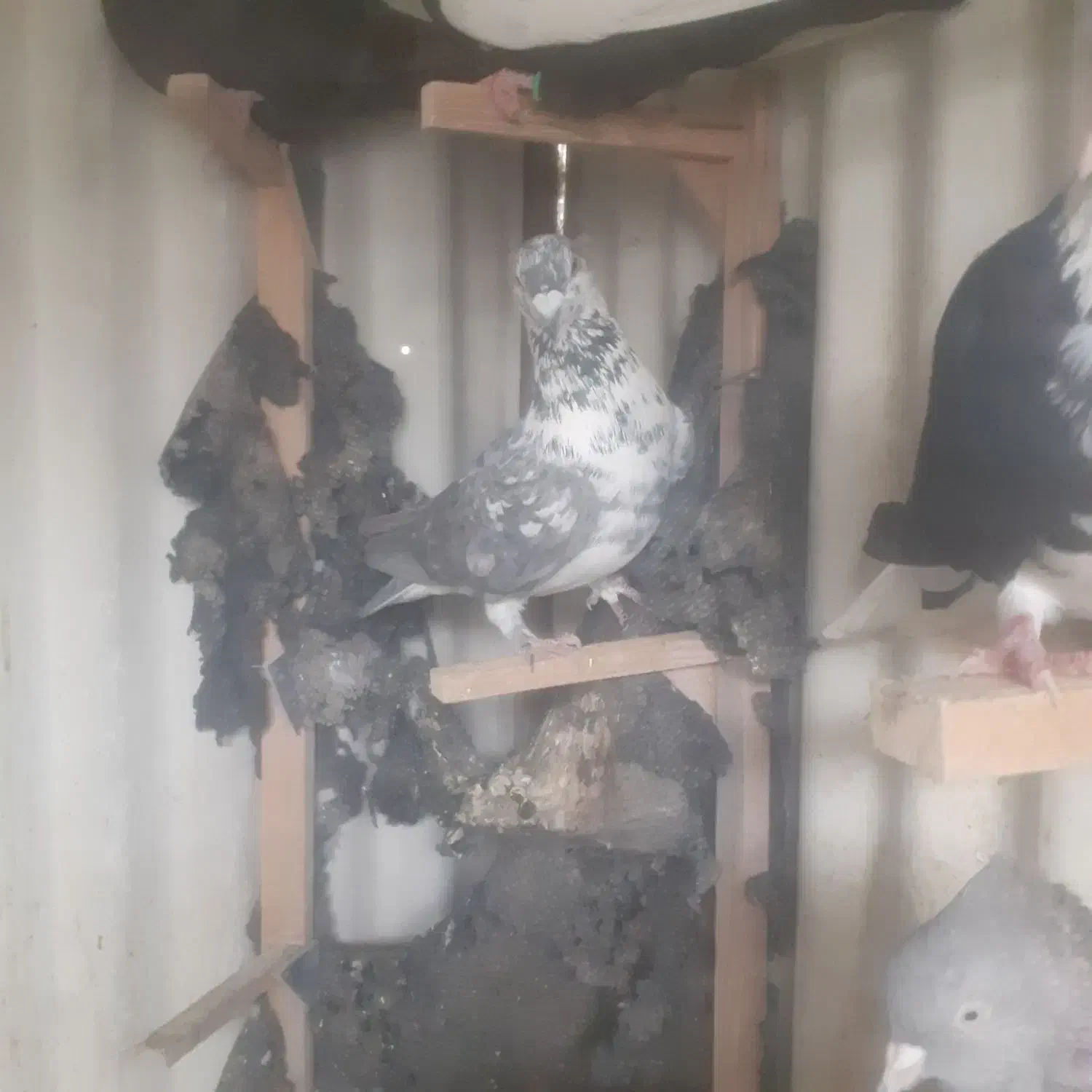 کبوتر|پرنده|شیراز, احمدآباد|دیوار