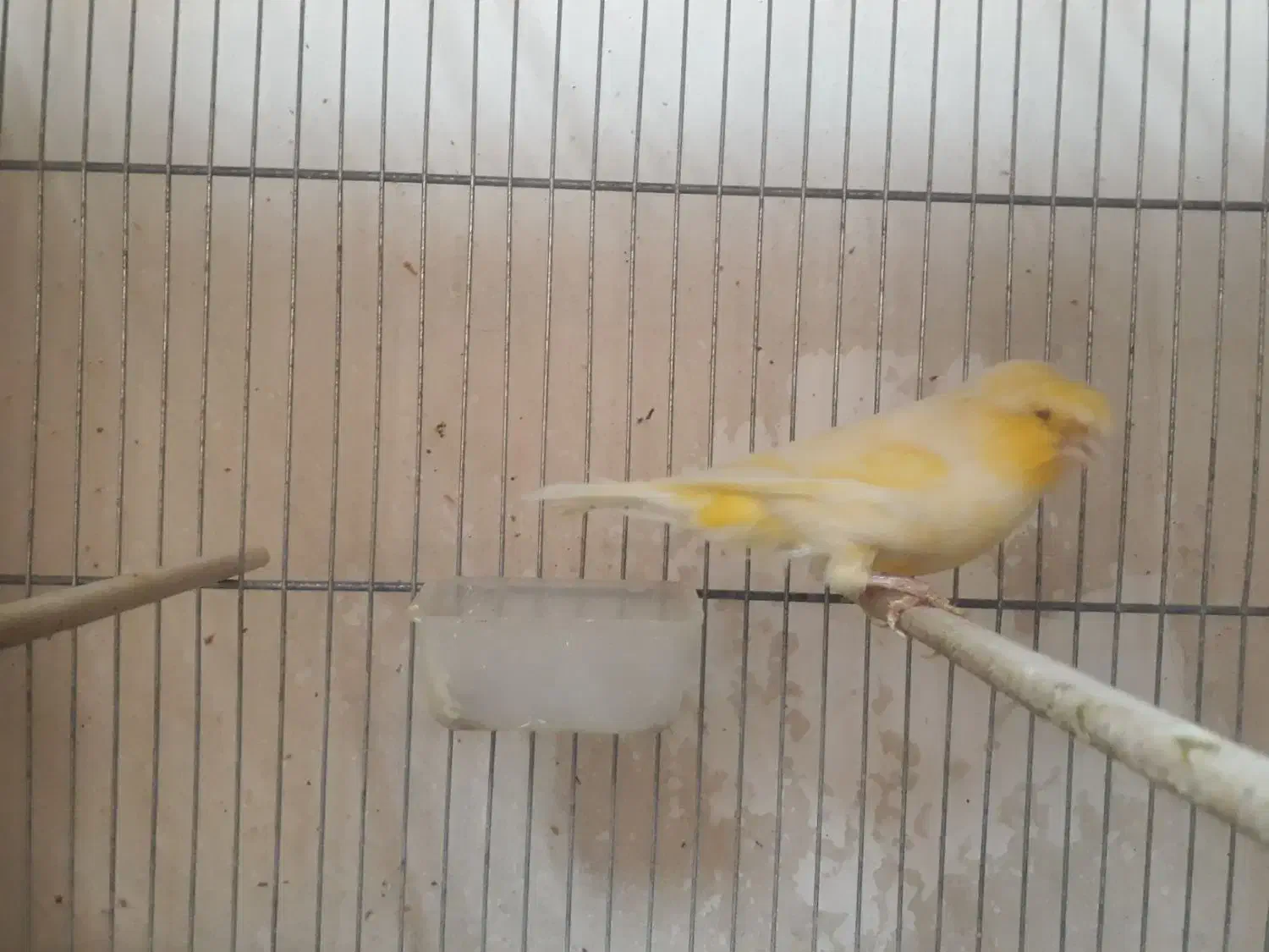 قناری|پرنده|قم, باسکول|دیوار