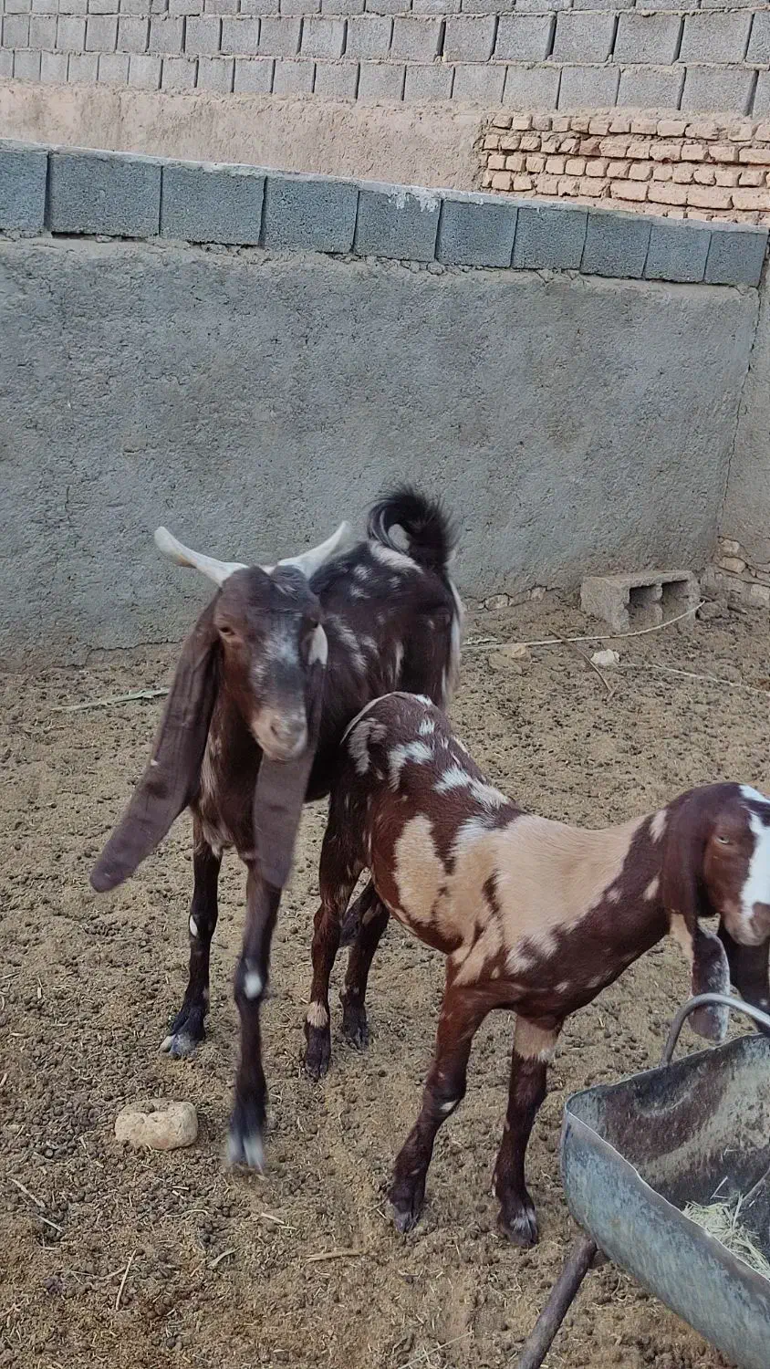 بز پاکستانی|حیوانات مزرعه|طبس, |دیوار