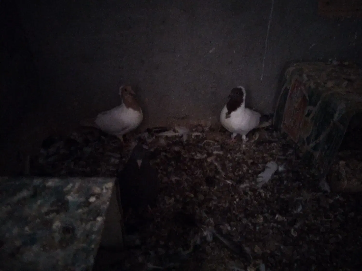 کفتر|پرنده|اردکان, |دیوار