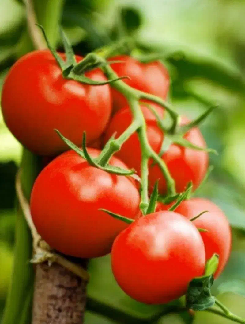 اجاره زمین کشاورزی برای گوجه|اجارهٔ دفتر صنعتی، کشاورزی، تجاری|پارسآباد, |دیوار