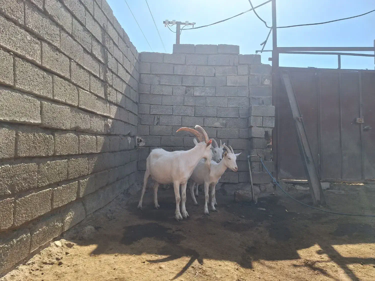 ۳راس بزغاله سانن|حیوانات مزرعه|صحنه, |دیوار