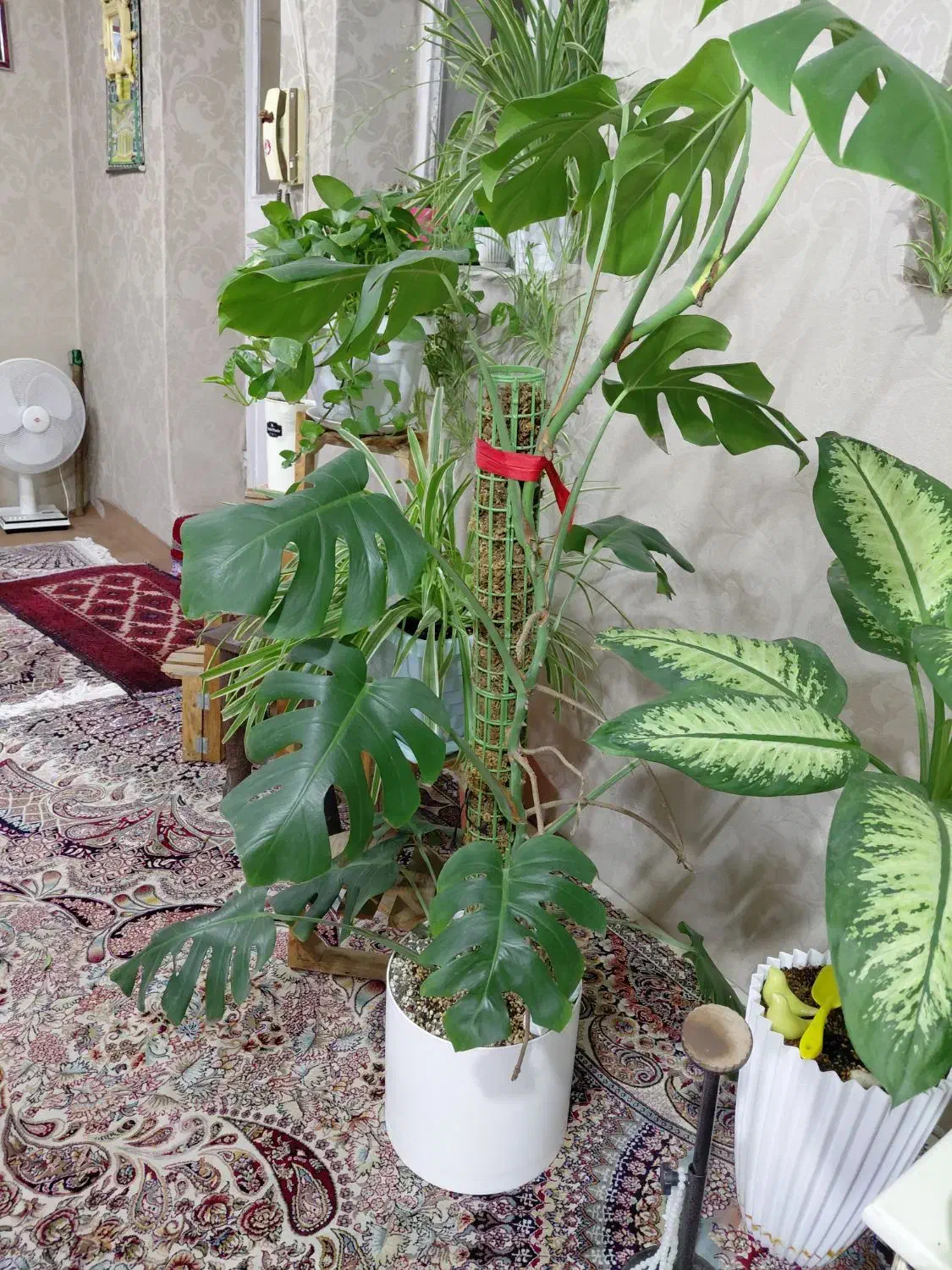 برگ انجیری|گل و گیاه طبیعی|مشهد, رضاییه|دیوار