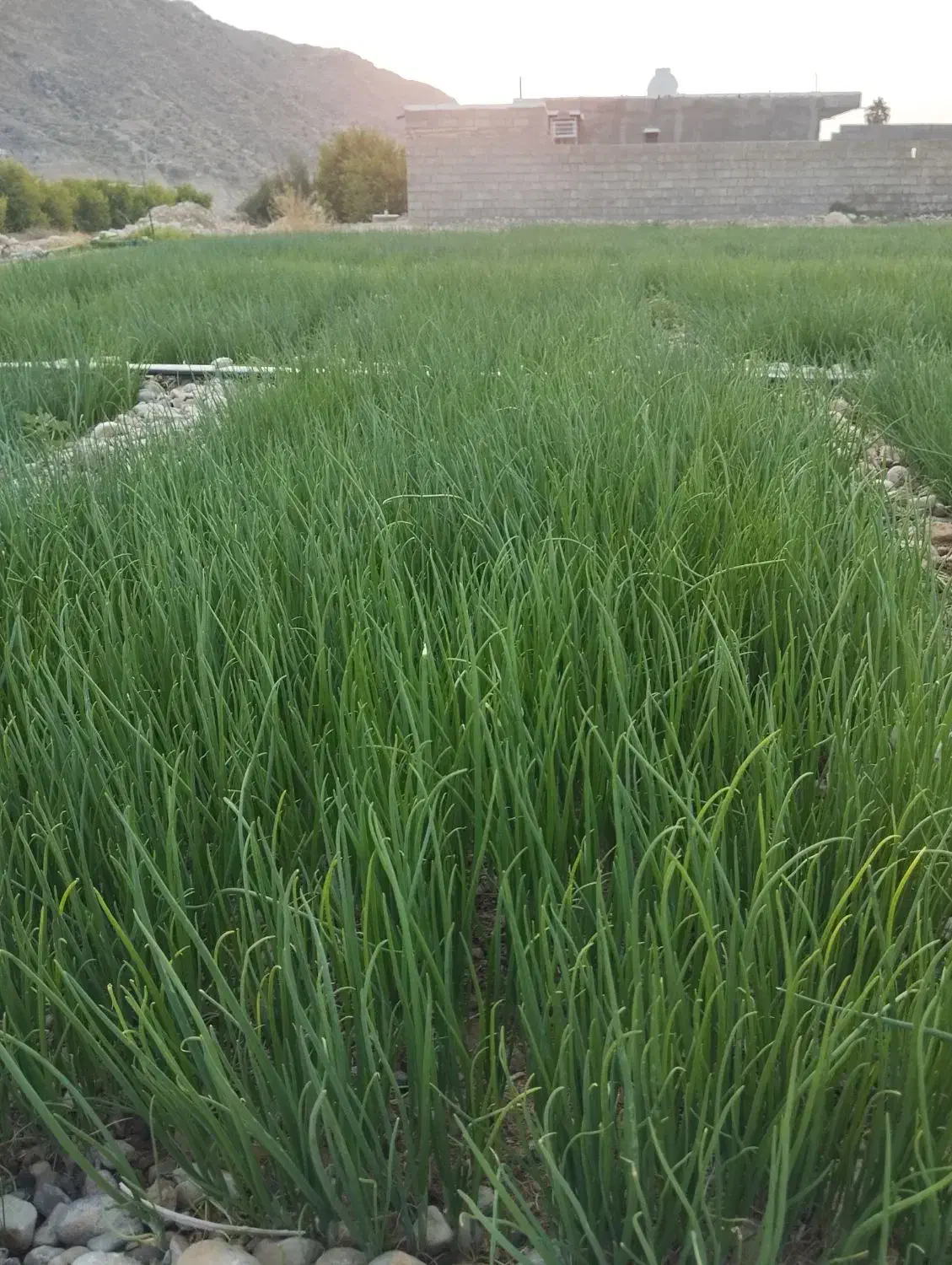 ف وش تیم پیاز محلی|حراج|دهدشت, |دیوار