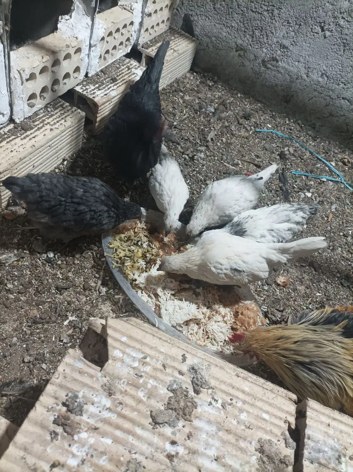 مرغ خروس زینتی همراه با جوجه هاش|حیوانات مزرعه|ورامین, ورامین|دیوار