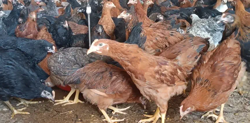 جوجه سه۳ماه گلپایگان ی جهاد ی مرغ|حیوانات مزرعه|اصفهان, نصرآباد|دیوار