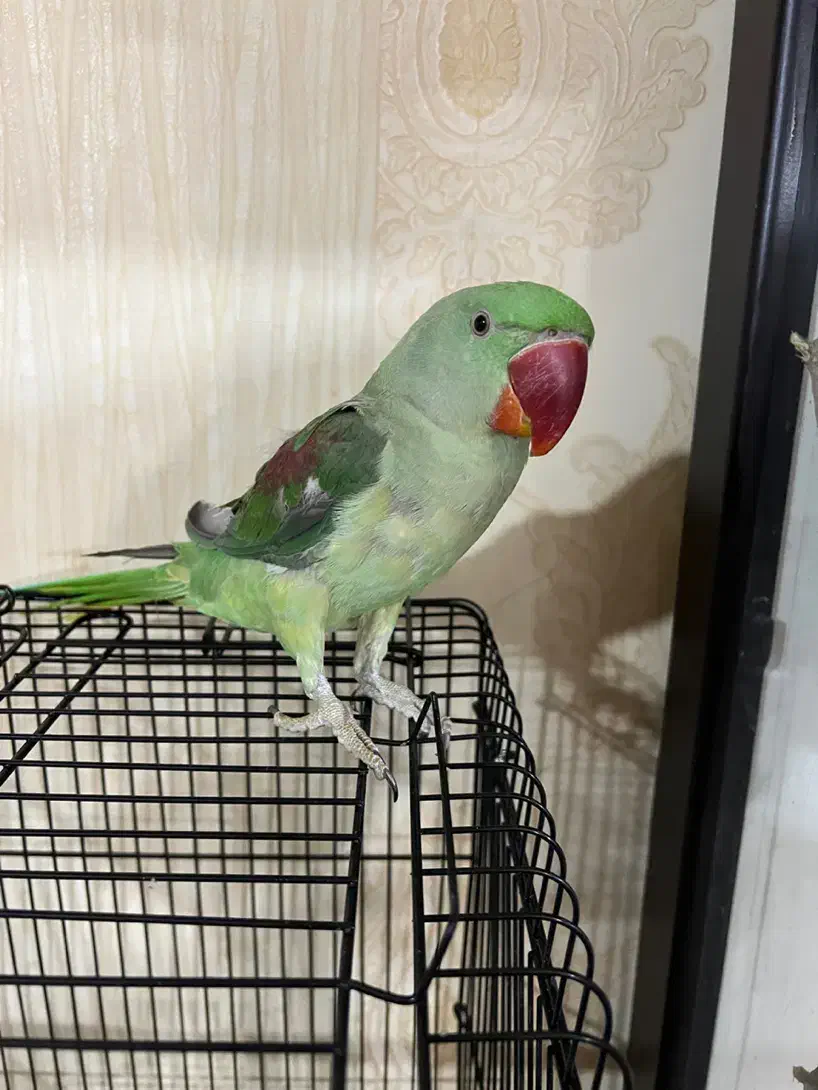 شاه طوطی|پرنده|نیشابور, شریعتی|دیوار