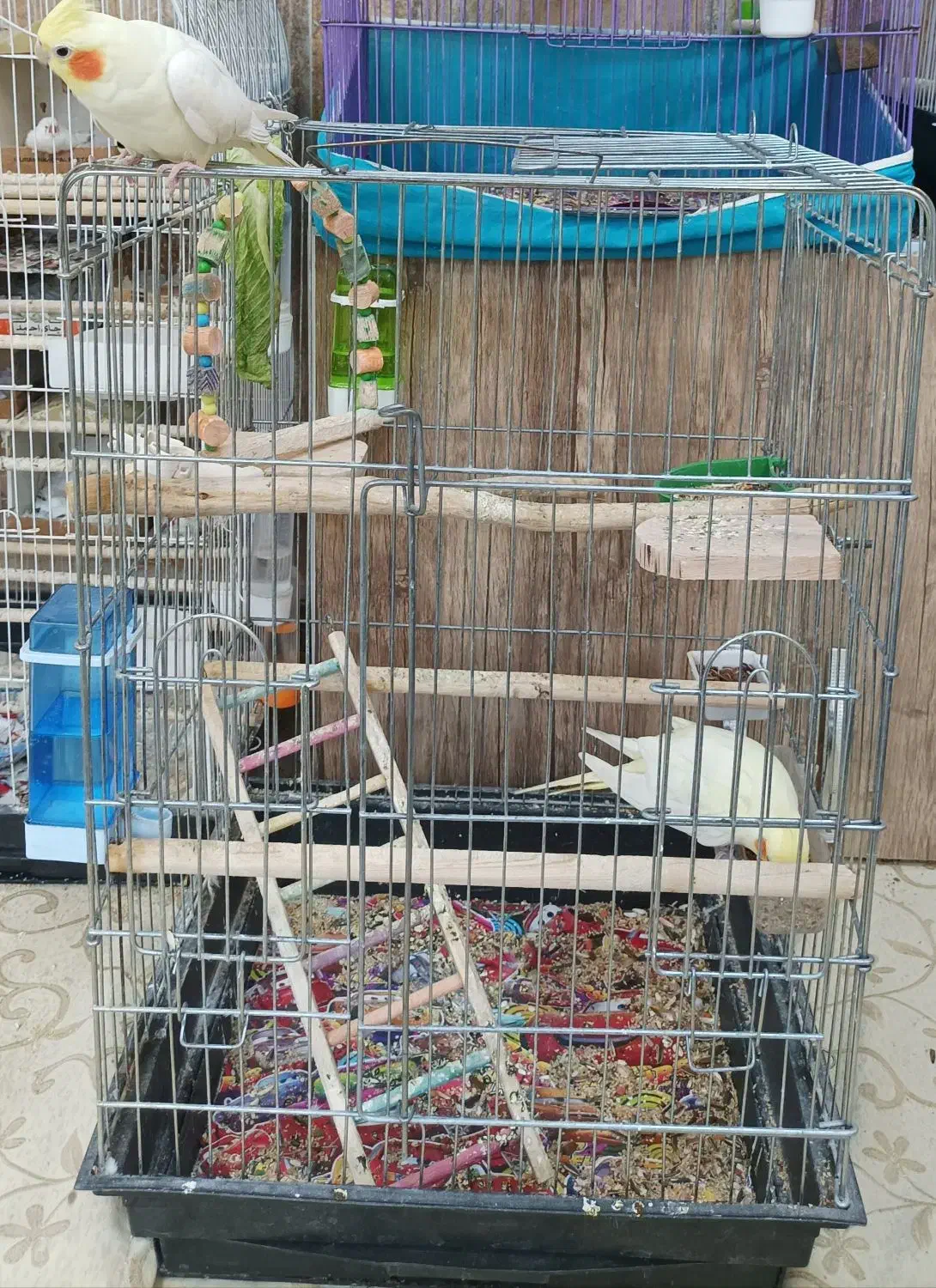 عروس هلندی|پرنده|قم, چهار مردان|دیوار