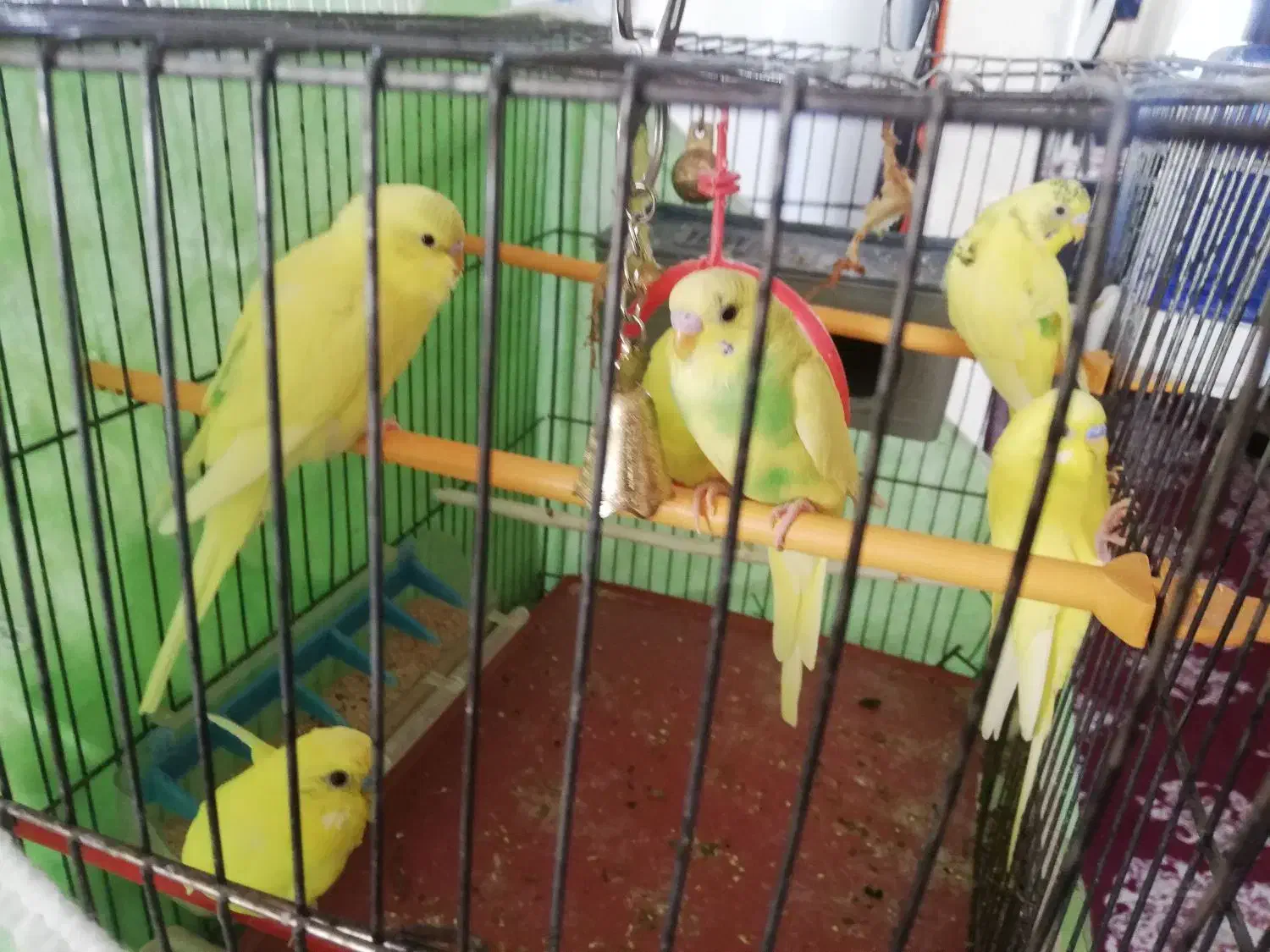 مرغ عشق|پرنده|بیرجند, |دیوار