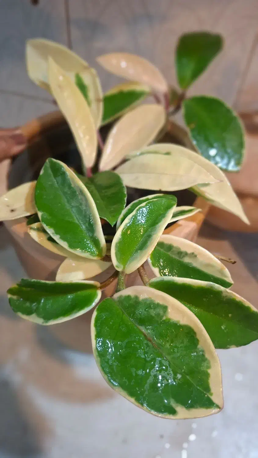 میخک ،هویا|گل و گیاه طبیعی|شیراز, شیخ روزبهان|دیوار