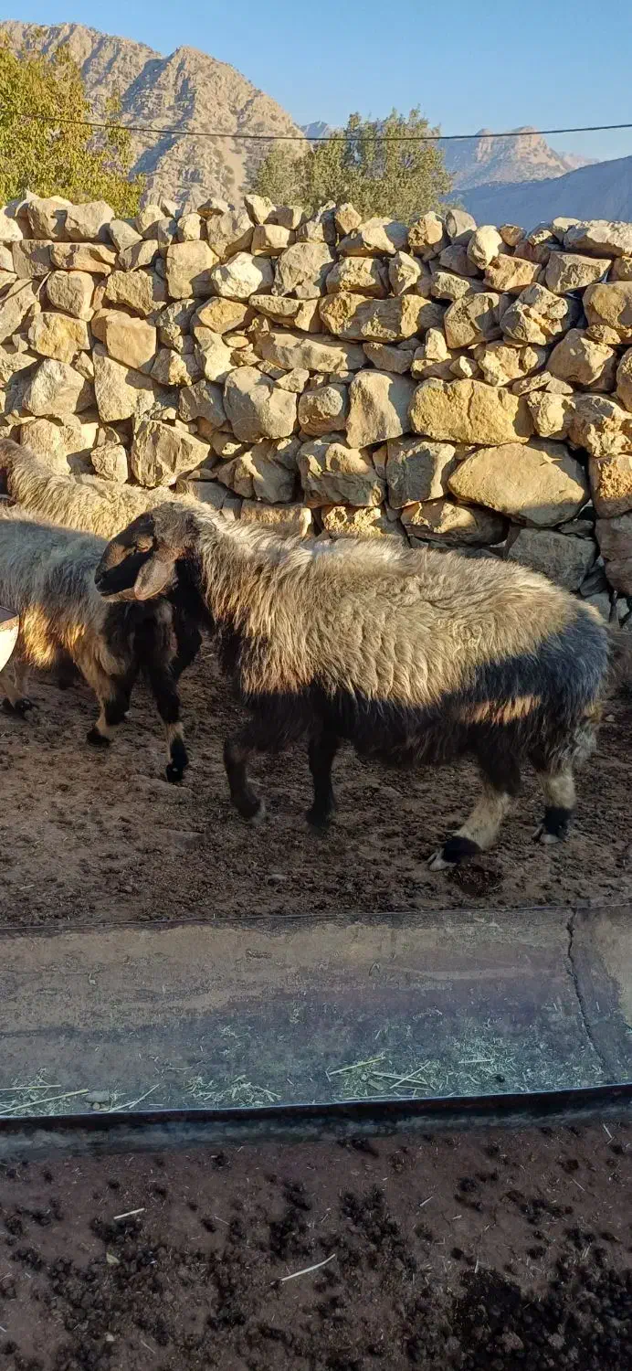 قوچ|حیوانات مزرعه|لوداب, |دیوار