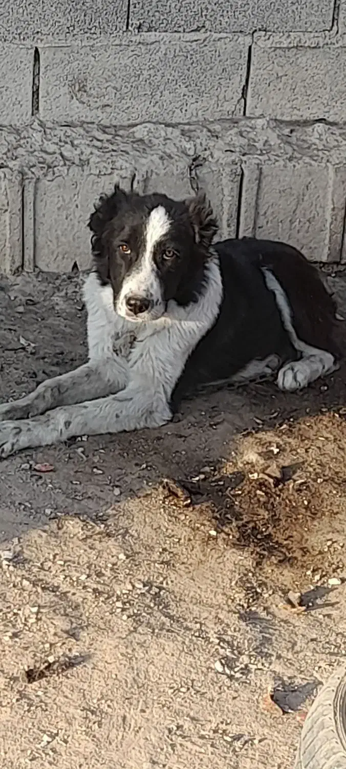 توله نر چمبر|سگ|شهرضا, |دیوار