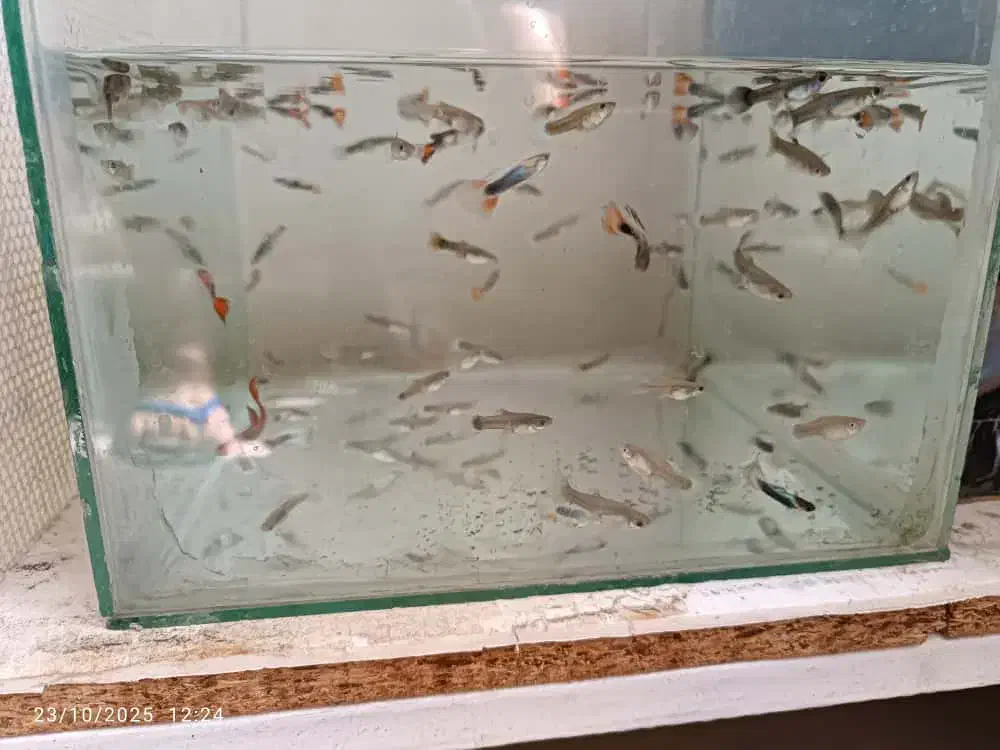 ماهی گوپی|ماهی|اهواز, کوی صادقیه|دیوار