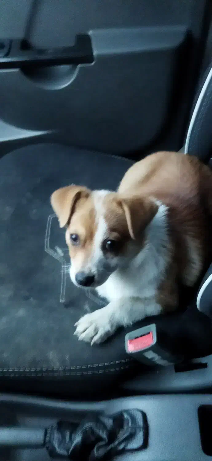 سگ بازیگوش|سگ|قزوین, |دیوار