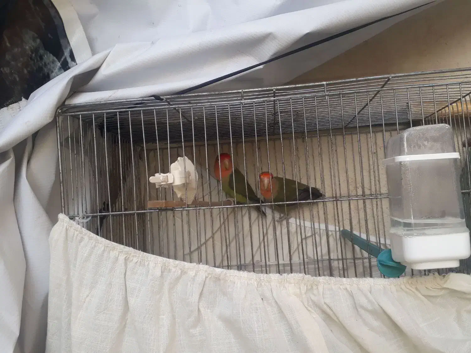 یک جفت طوطی برزیلی بازیگوش|پرنده|نسیم‌شهر, |دیوار