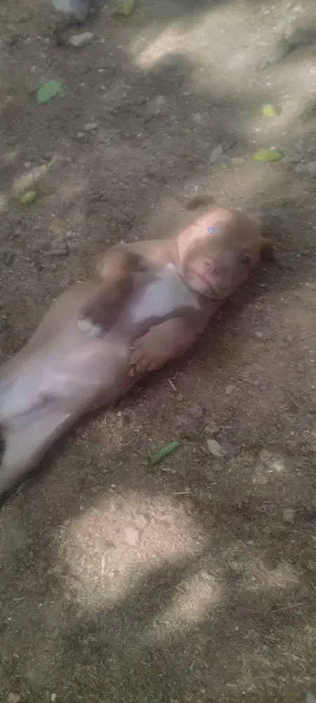 سگ پیتبول از بهترین نژاد|سگ|ابریشم, |دیوار