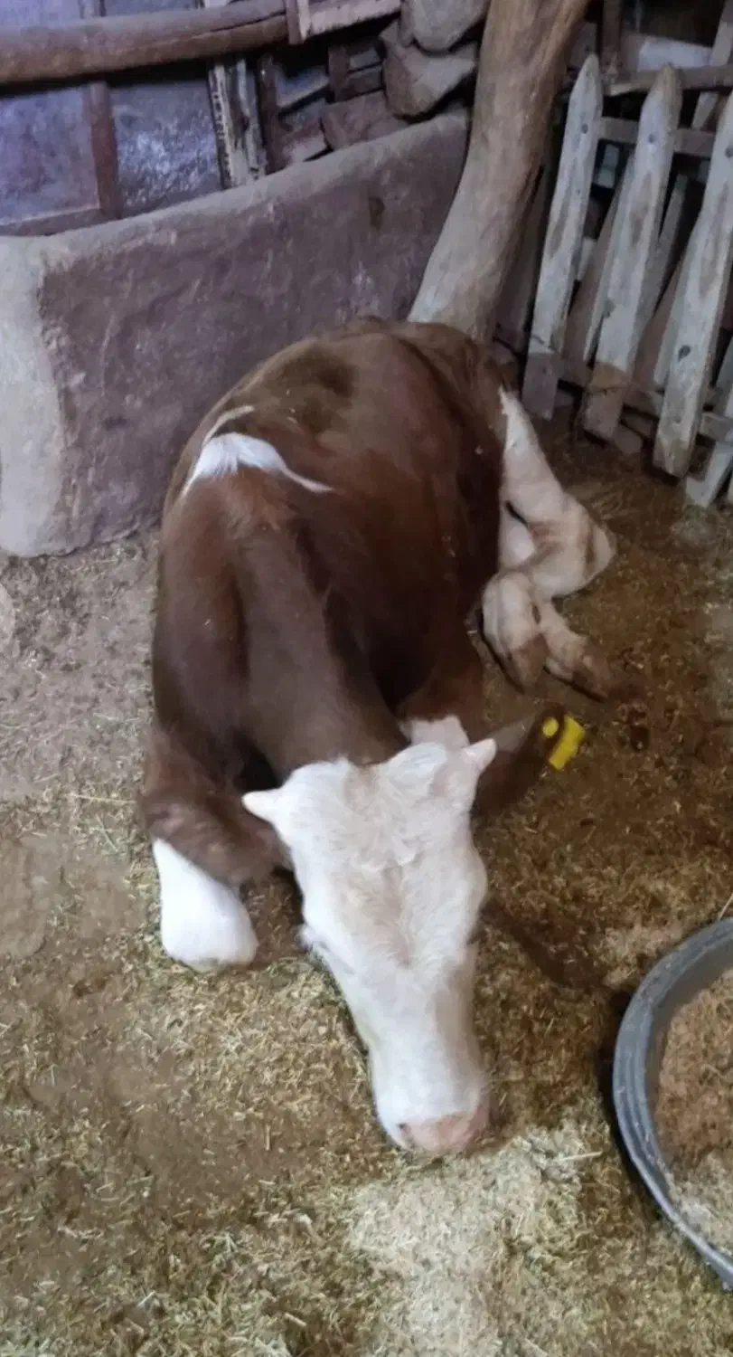 گوساله و ماده گاو حذفی|حیوانات مزرعه|دهگلان, |دیوار