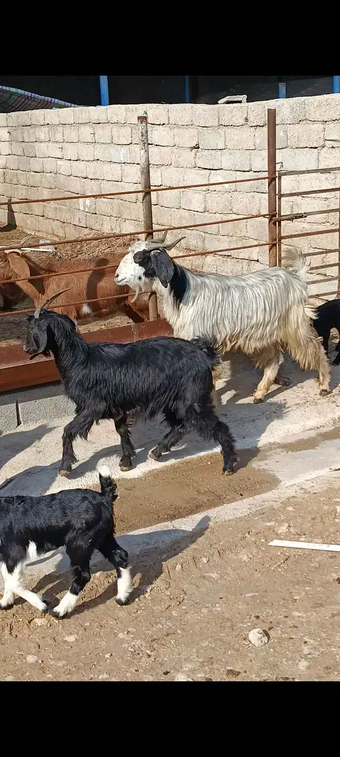 بز زاییده|حیوانات مزرعه|بهبهان, |دیوار