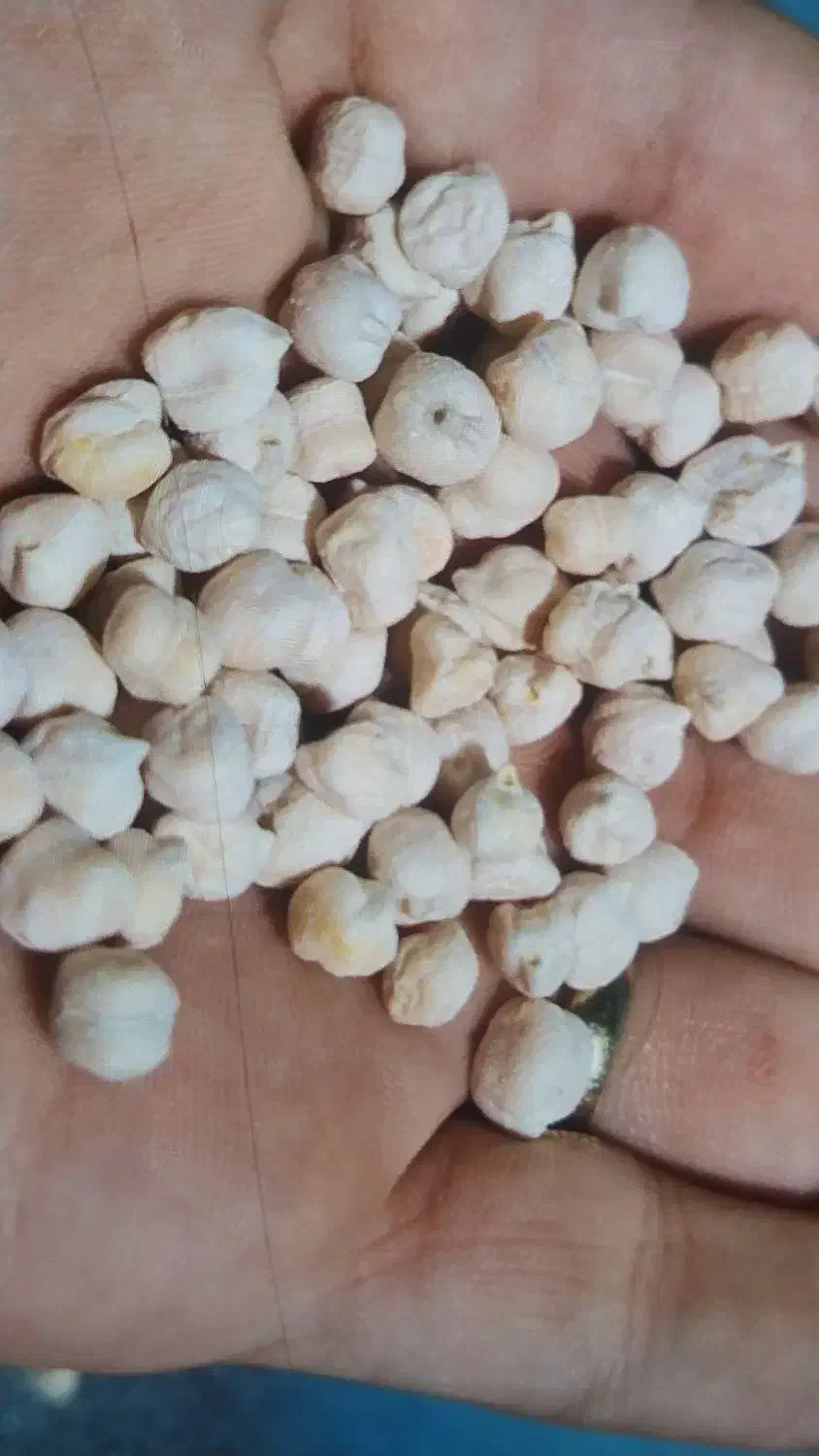 نخود بذری|عمده‌فروشی|مرودشت, نقش رستم|دیوار