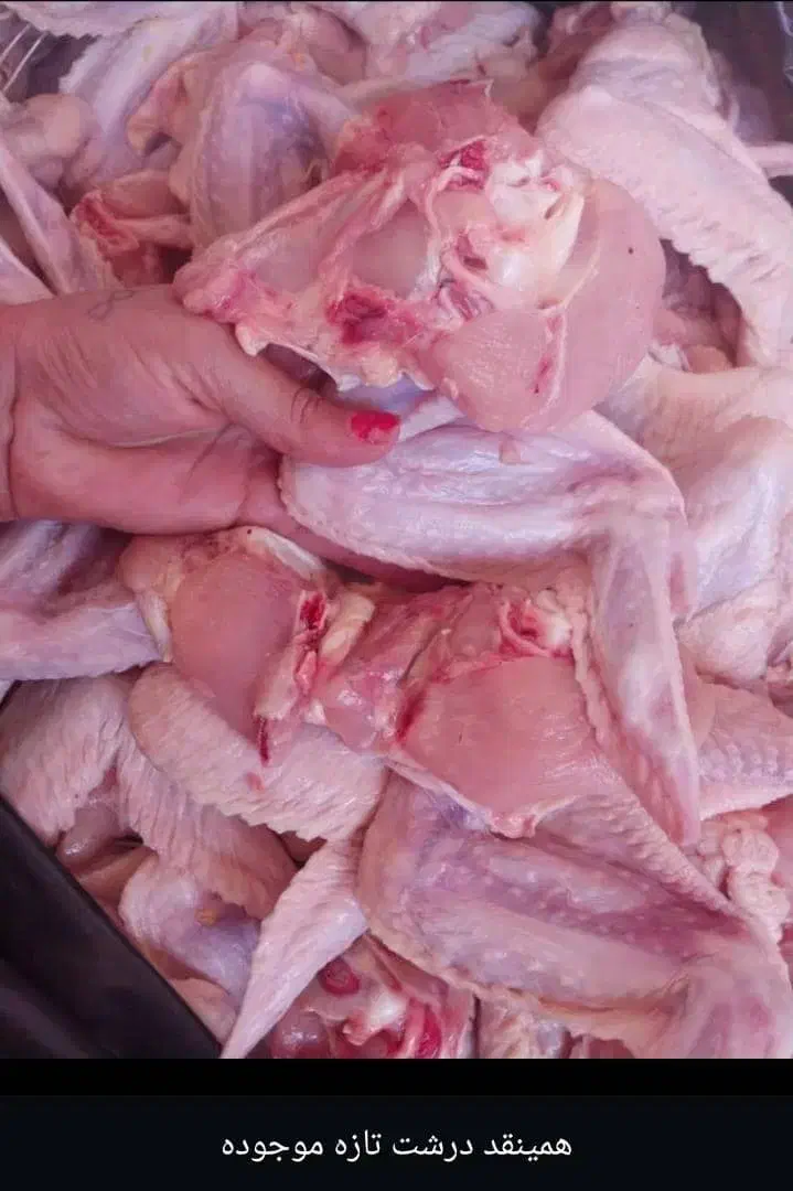 کتف بال تازه|خوردنی و آشامیدنی|رامهرمز, |دیوار