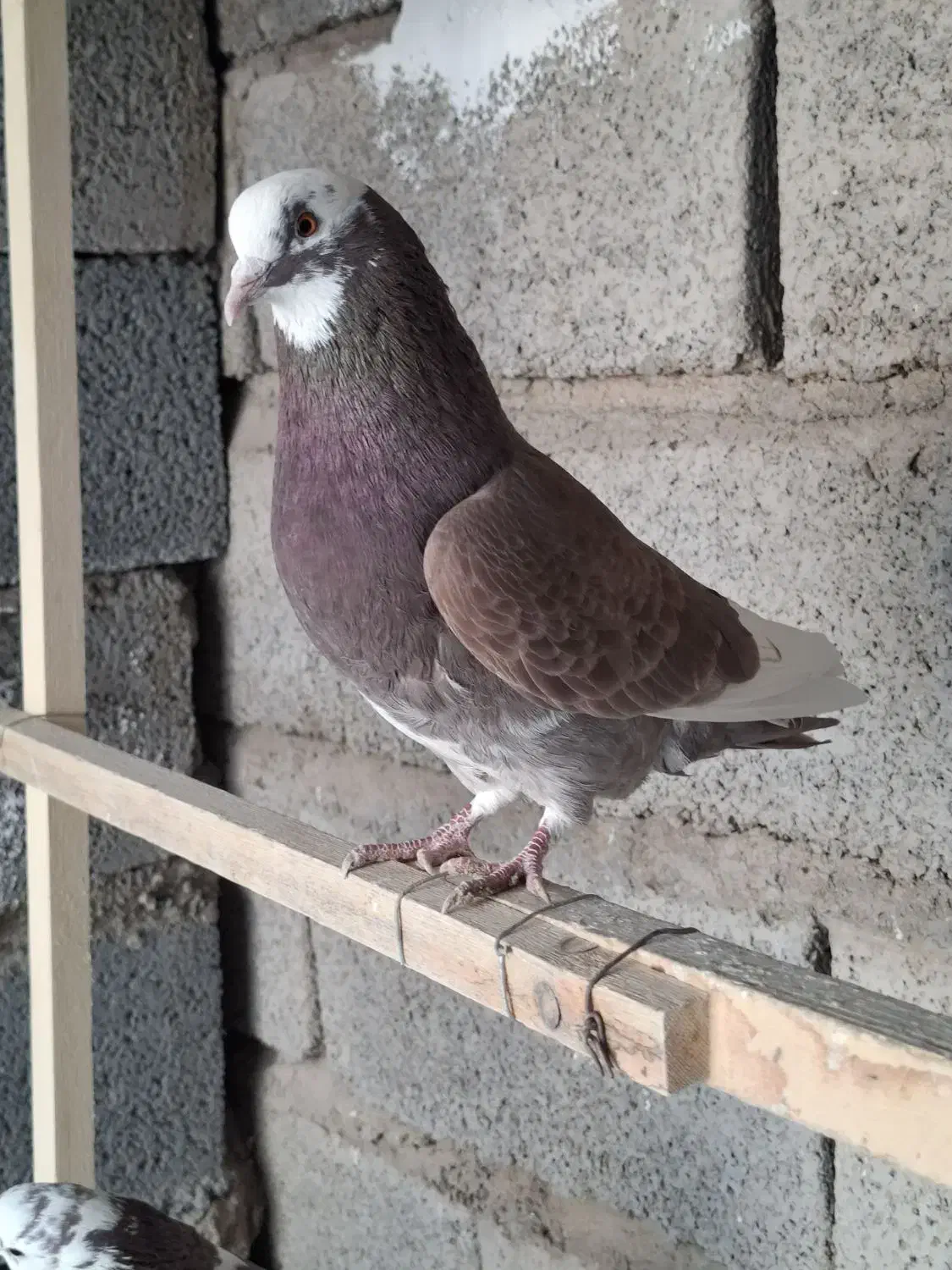 کفتر پرشی|پرنده|سیرجان, |دیوار