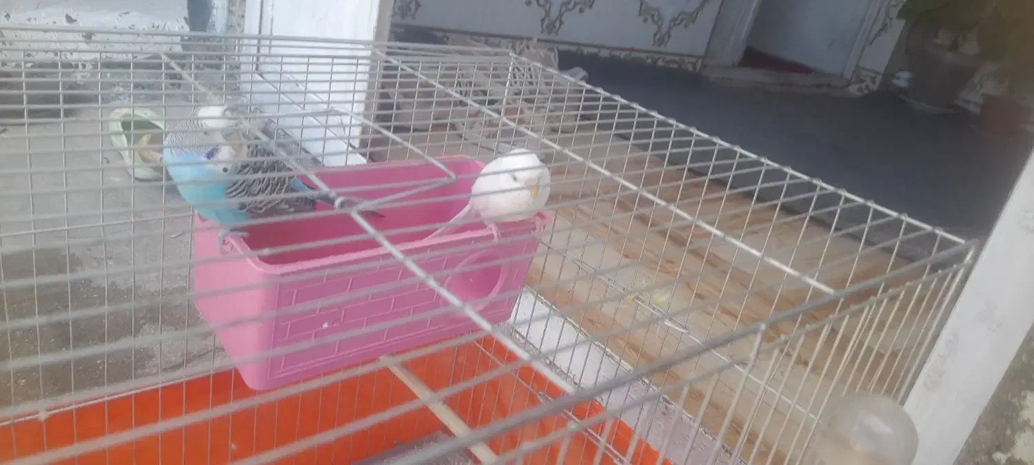 مرغ عشق|پرنده|سرپل ذهاب, |دیوار