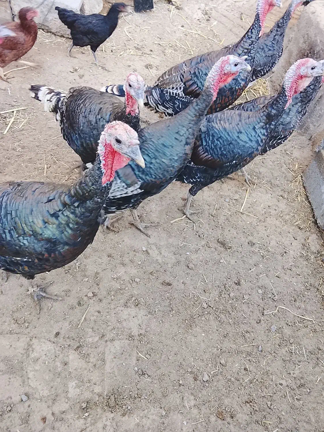 بوقلمون|حیوانات مزرعه|نیشابور, دربقاضی|دیوار