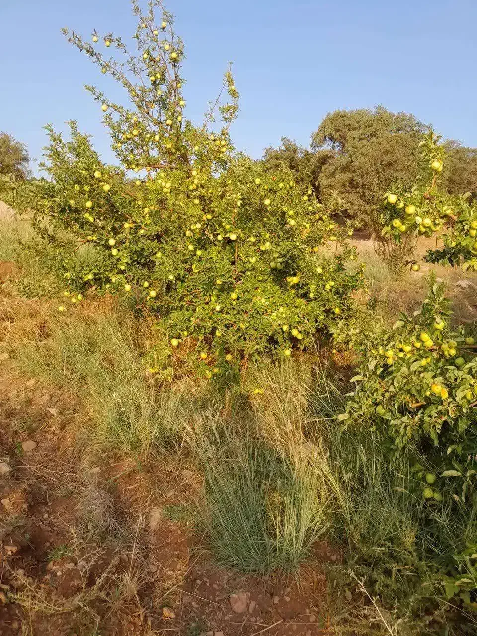 یک قطعه باغ در تاف|فروش زمین و ملک کلنگی|پاپی, |دیوار