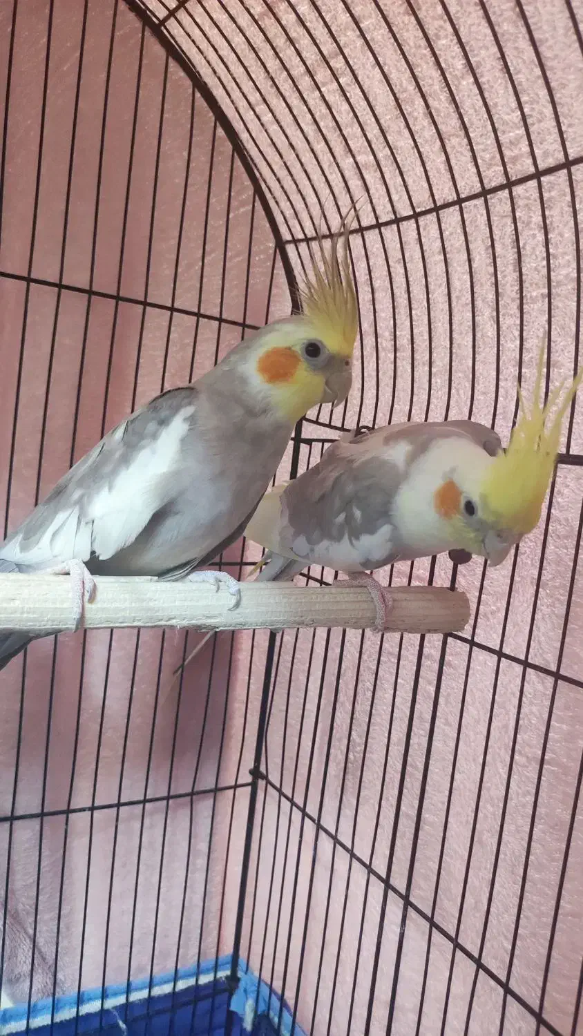 عروس هلندی|پرنده|رودان, |دیوار