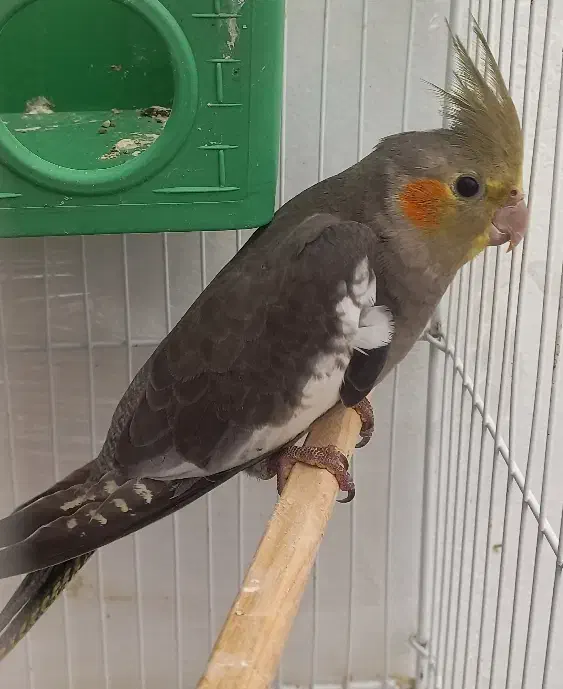 دوعدد جوجه عروس هلندی ۳ ماه|پرنده|سلمانشهر, |دیوار