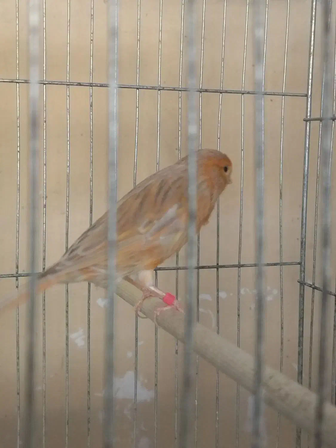 دوعددقناری|پرنده|مبارکه, |دیوار