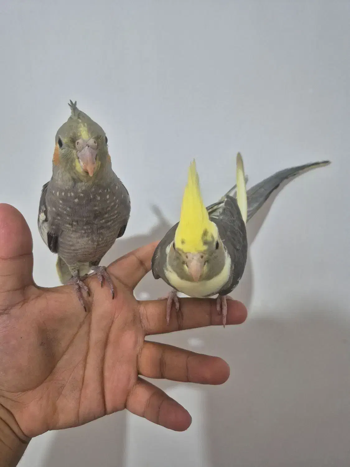 عروس هلندی|پرنده|بندر امام خمینی, |دیوار