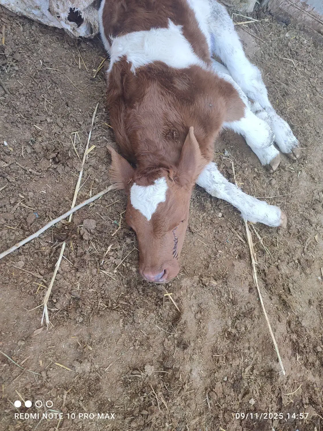 گاو سیمنتال شکم دوم|حیوانات مزرعه|هشترود, |دیوار