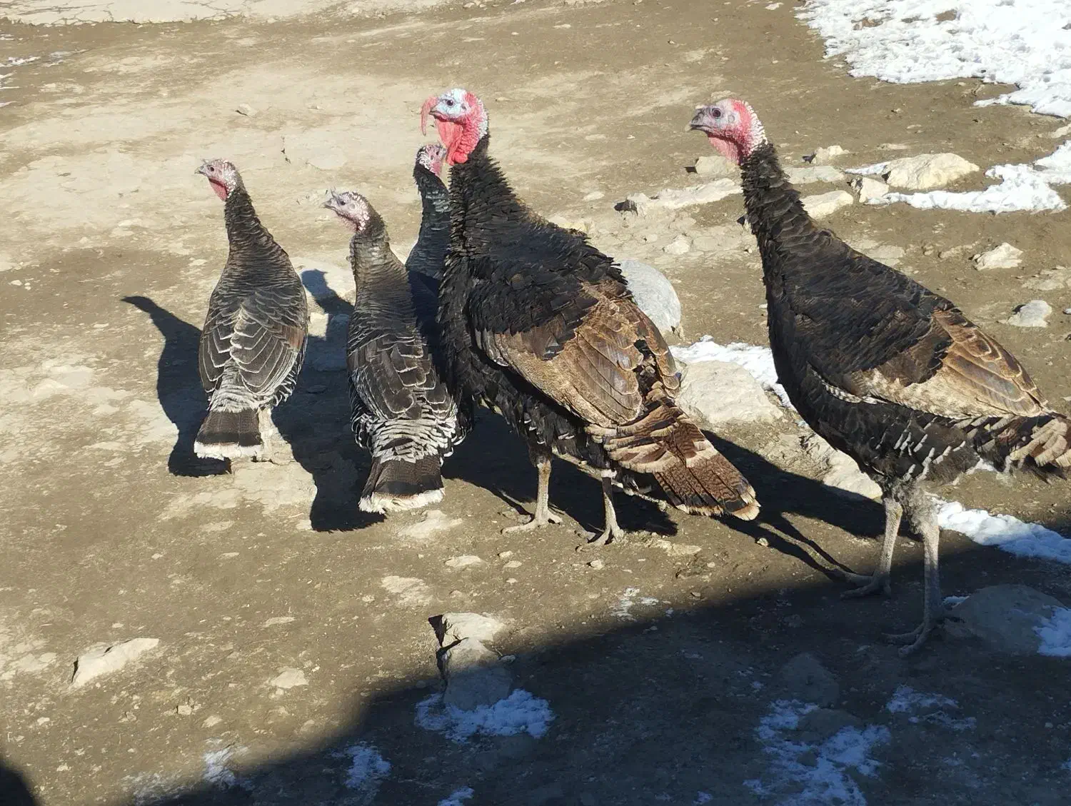 دوعددبوقلموننر|حیوانات مزرعه|چالدران, |دیوار