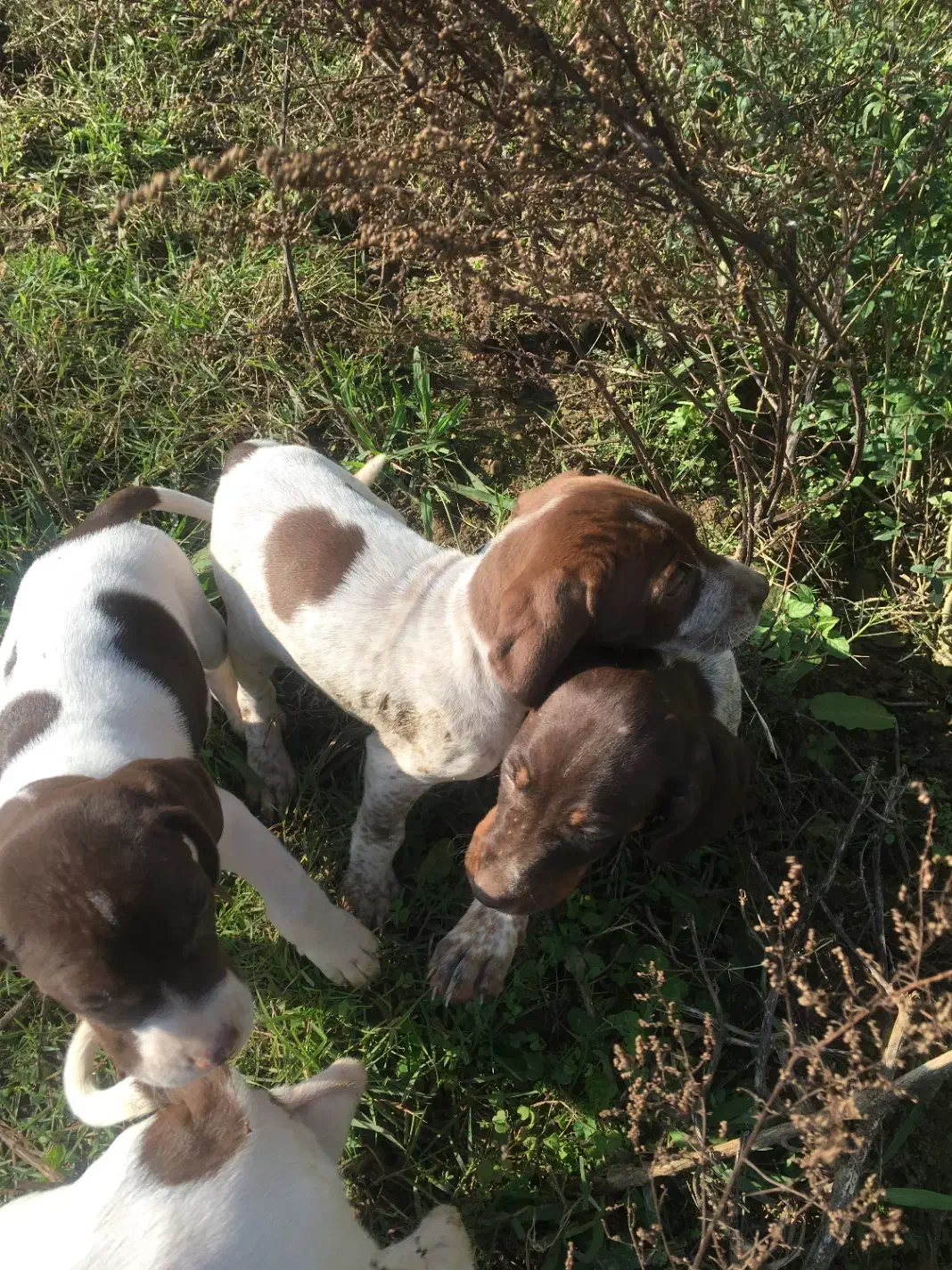 واکذاری سک شکاری|سگ|کوچصفهان, |دیوار