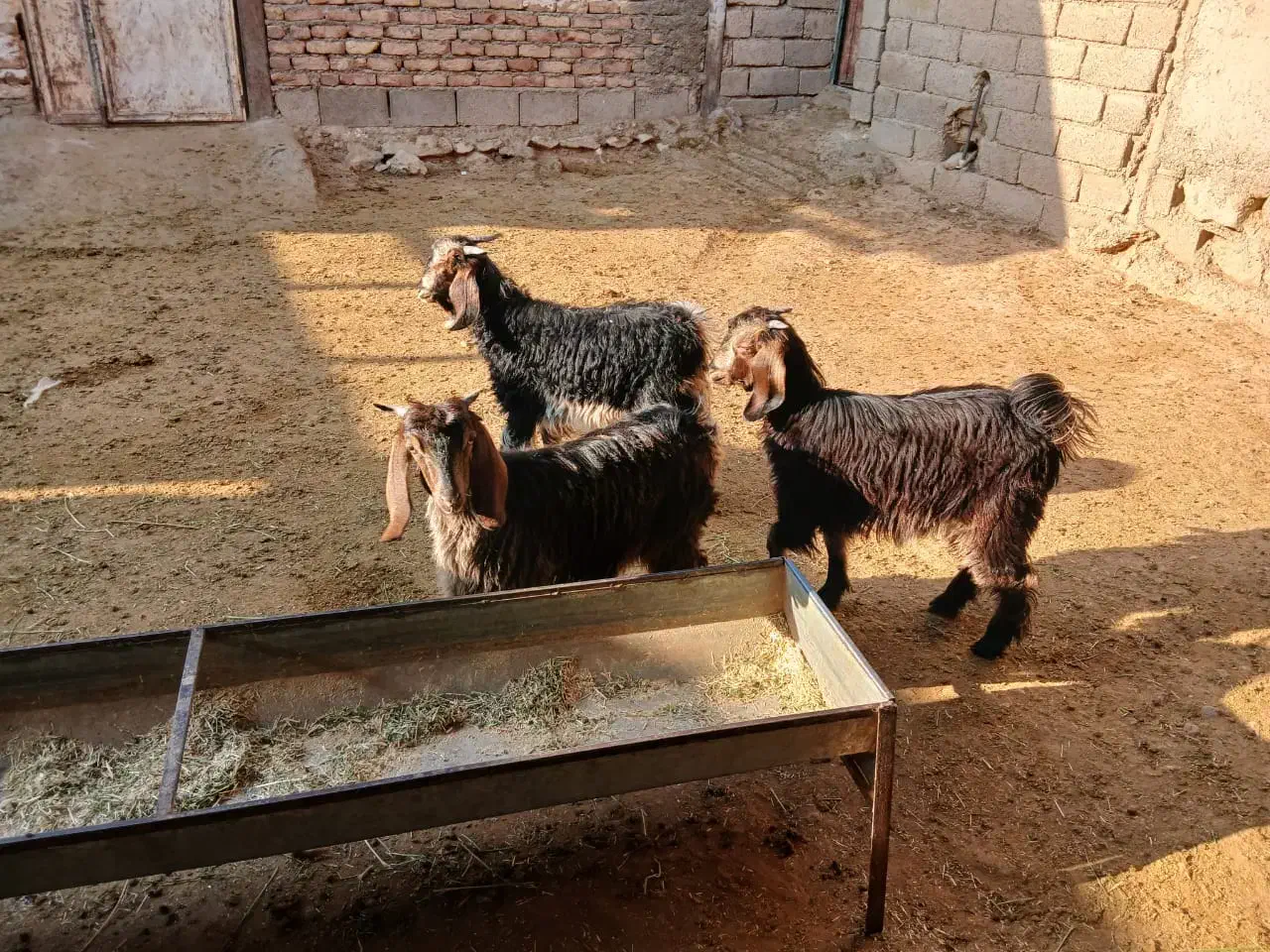 بزغاله‌چاق|حیوانات مزرعه|مهران (ایلام), |دیوار