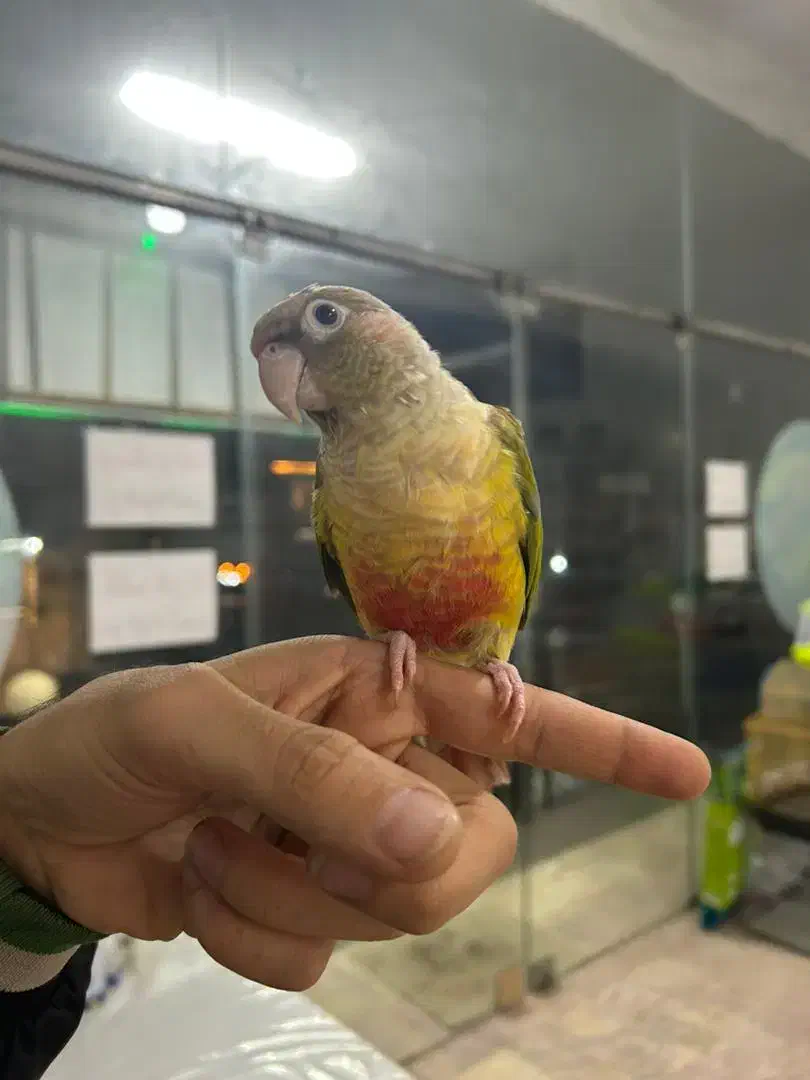 گرینچیک آناناسی رد رام|پرنده|چالوس, |دیوار