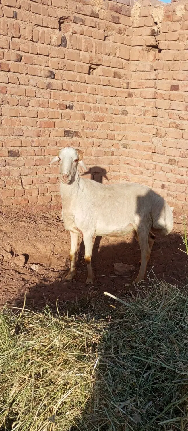 بره چاق|حیوانات مزرعه|چترود, |دیوار