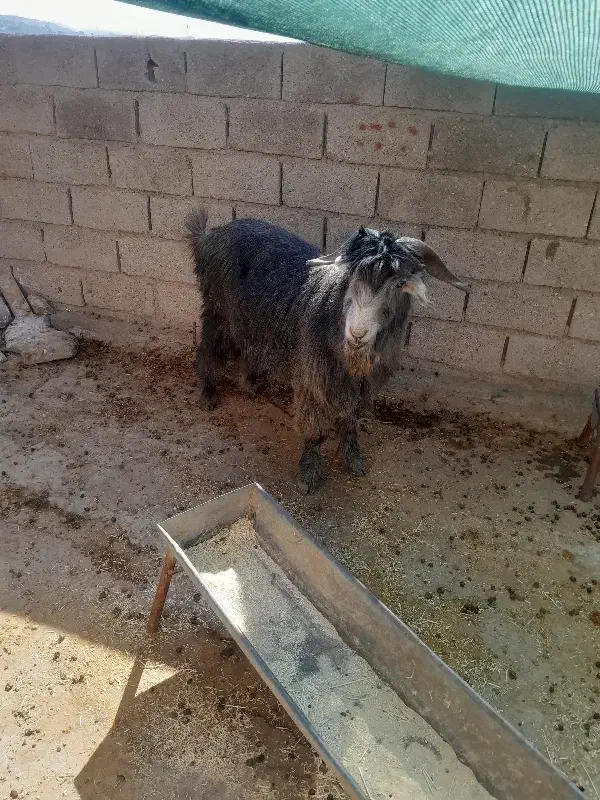 یک عدد تیشتر نر|حیوانات مزرعه|مسجد سلیمان, |دیوار