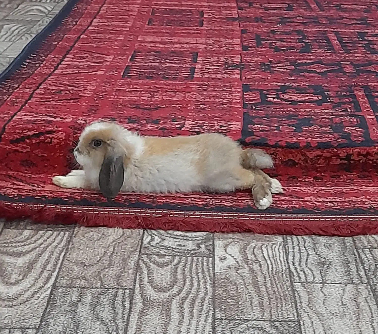 خرگوش لپ اروم دستی|موش و خرگوش|لنگرود, |دیوار