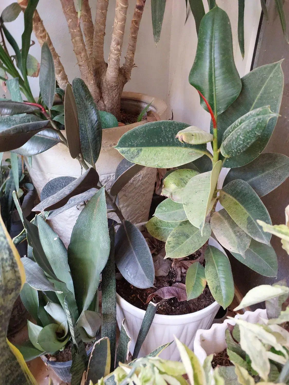 فیکوس دورنگ و شرابی|گل و گیاه طبیعی|هشتگرد, شهرک ولیعصر (مصلی)|دیوار