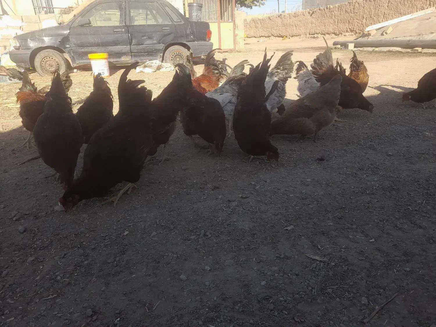 سلام خروس محلی جوان ۳۵ عدد فروش یکجا و تکی|حیوانات مزرعه|هلالی, |دیوار